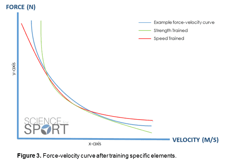 curved vertical lines running length of outside of body; visual